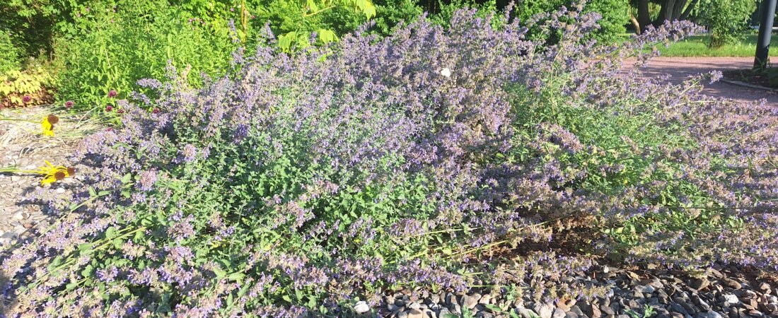 7 Backyard Garden Trends Making Gardening Easier in 2026