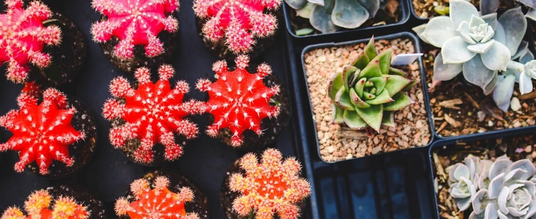 2026 Drought-Tolerant Landscaping: Water-Wise Yard Trends