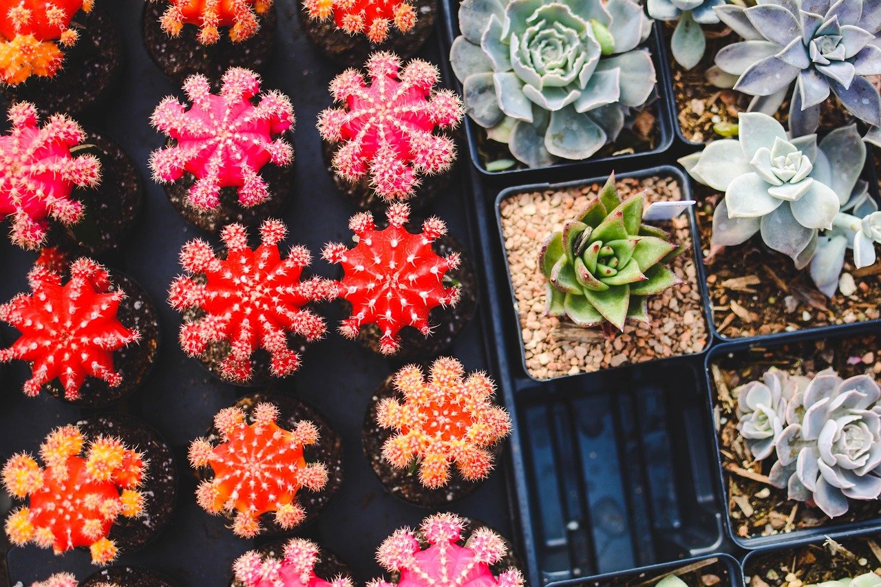 2026 Drought-Tolerant Landscaping: Water-Wise Yard Trends