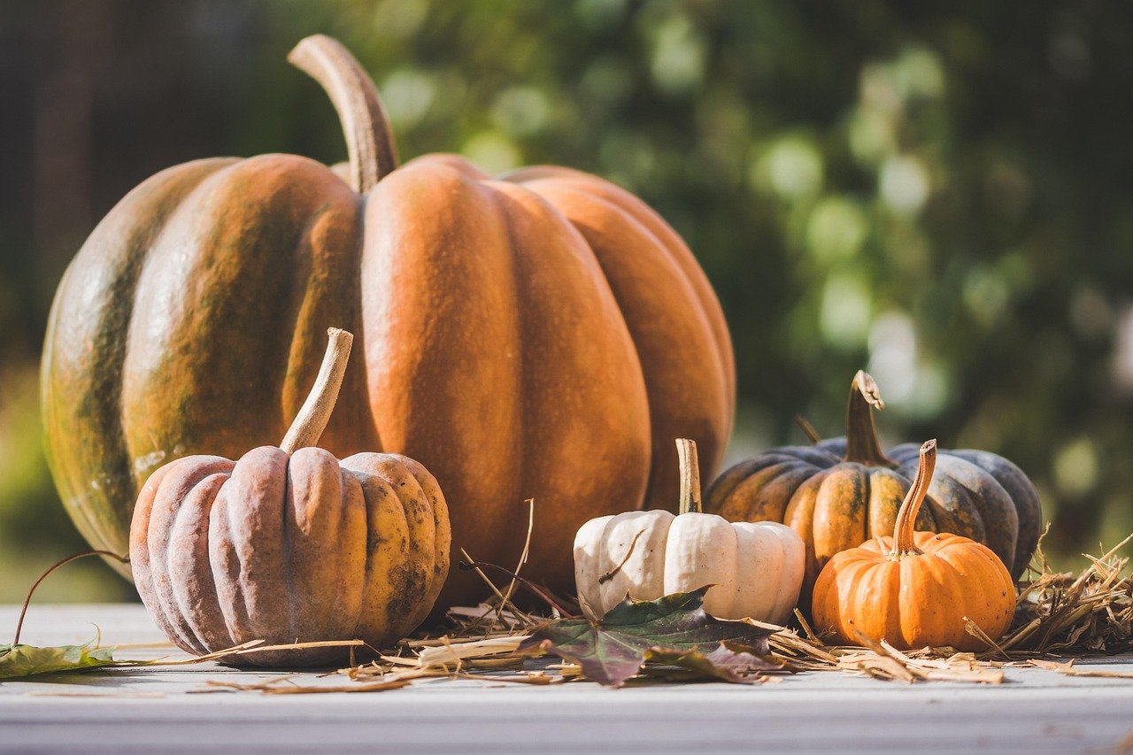 Pumpkins displayed as Halloween lawn decor