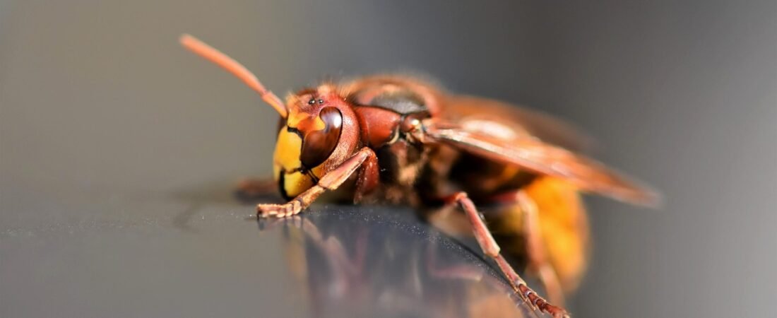 Yellow-Legged Hornets Are Spreading Across U.S. Gardens
