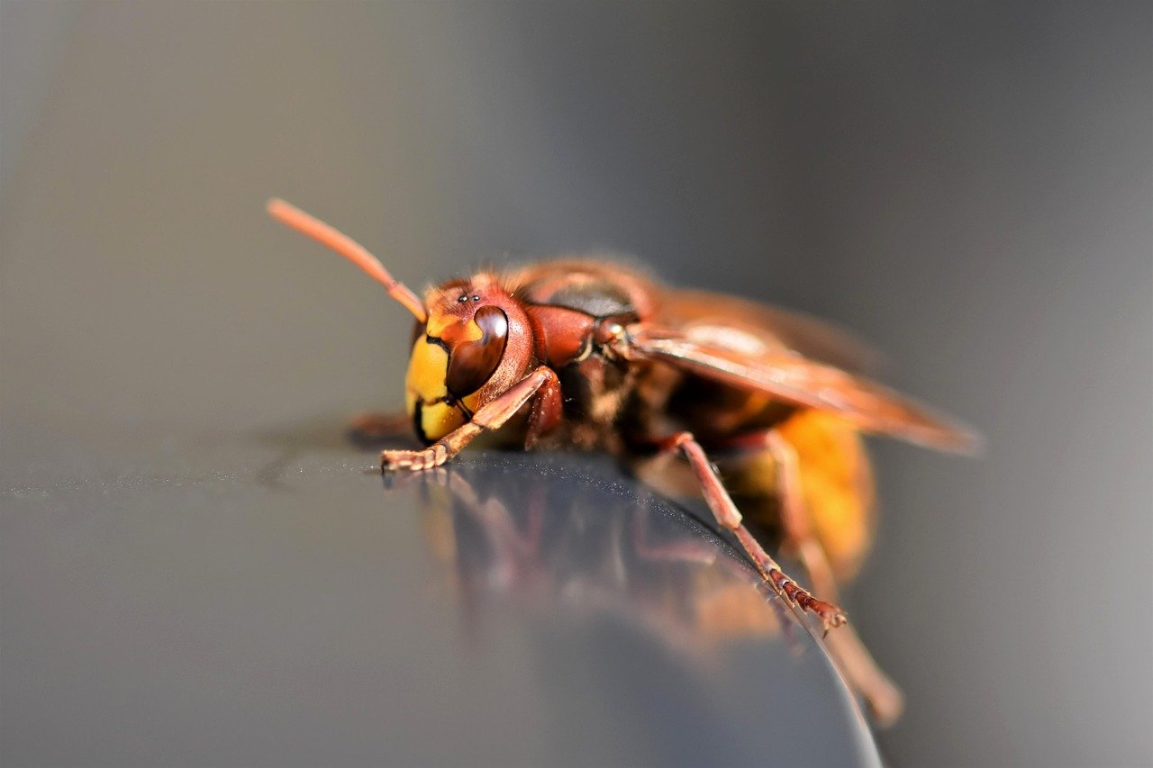 Yellow-Legged Hornets Are Spreading Across U.S. Gardens