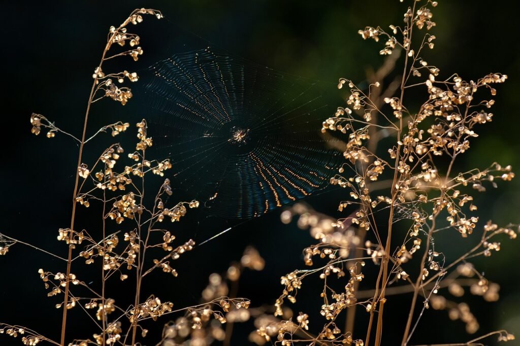 Joro spider weaving a large web in a garden