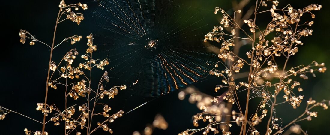 Joro Spiders Have Arrived: A Gardener’s Survival Guide