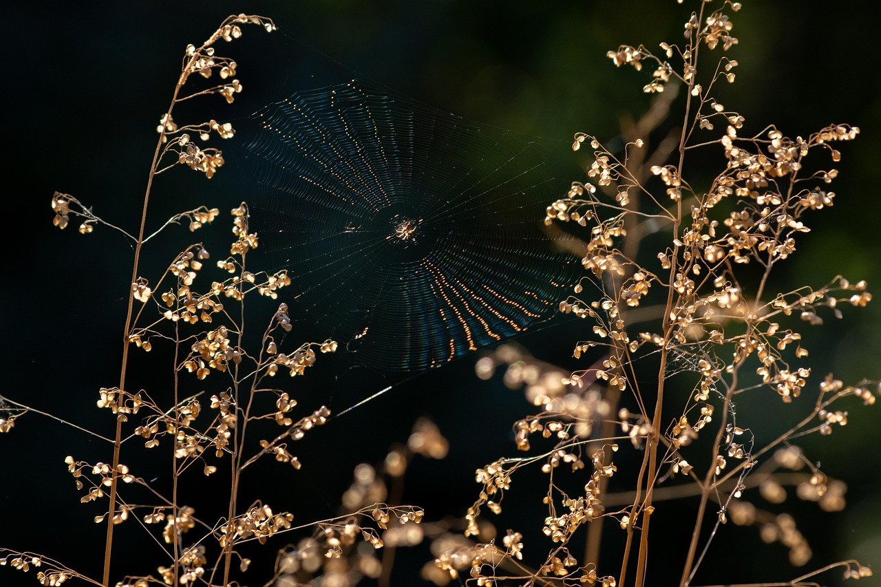 Joro Spiders Have Arrived: A Gardener’s Survival Guide
