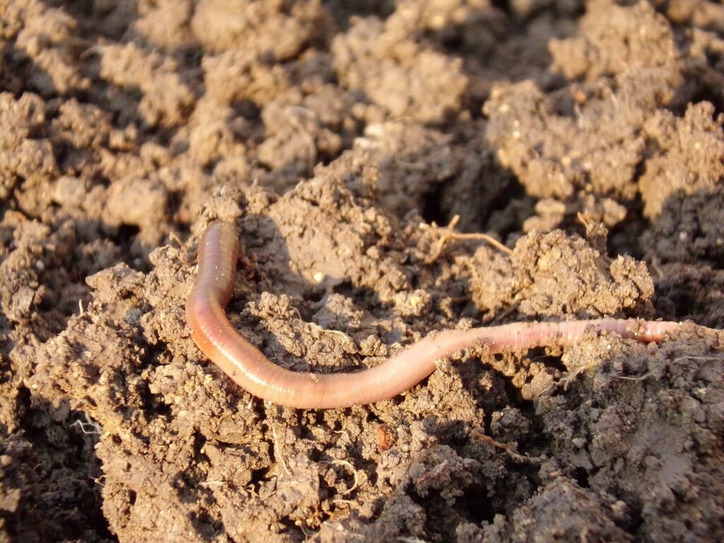 Earthworm on garden soil