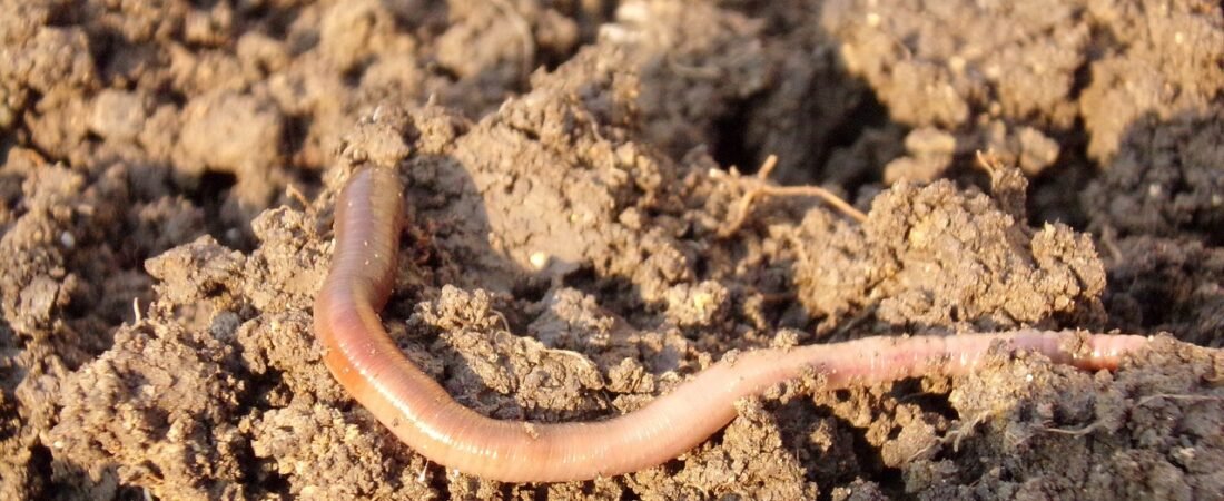 Toxic Hammerhead Worms Are Spreading Across U.S. Gardens
