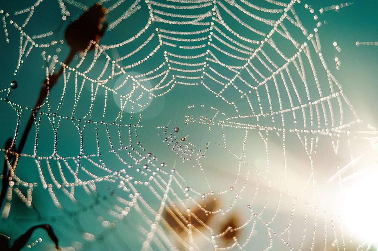 Golden spider web glowing in afternoon sunlight