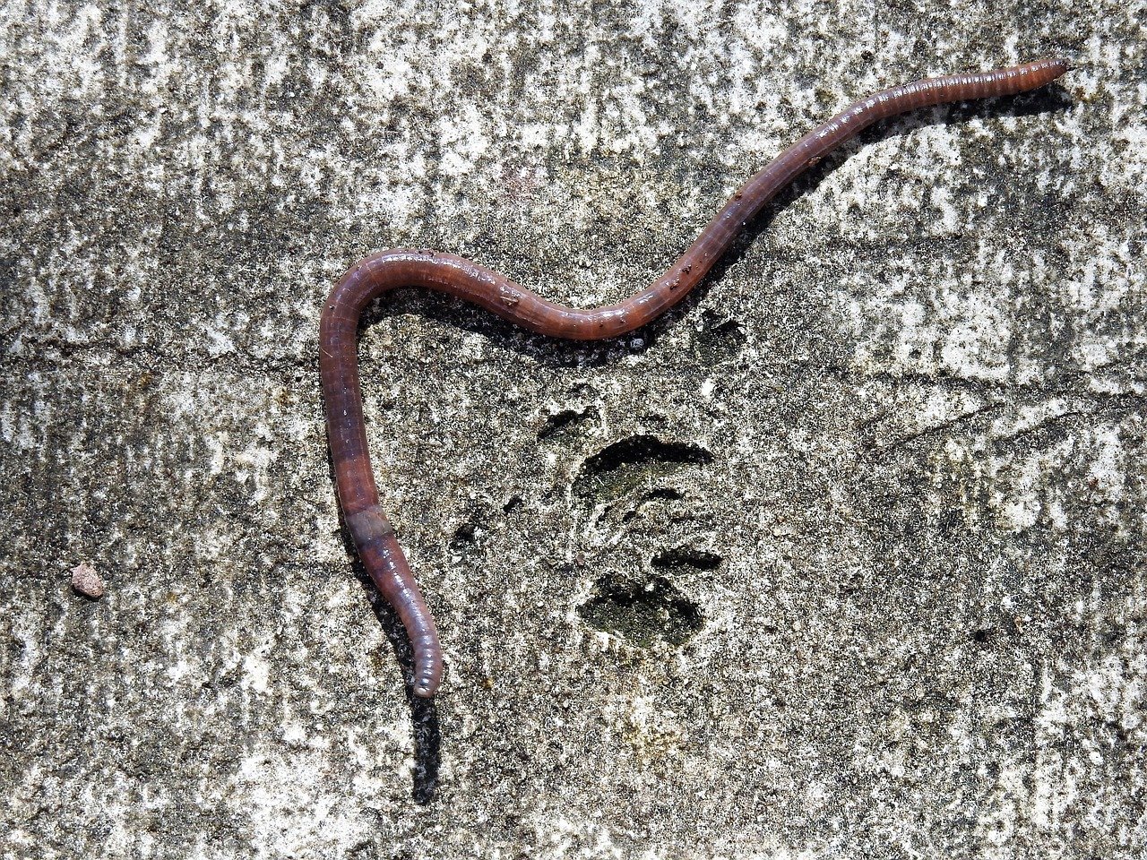 Close-up of an earthworm