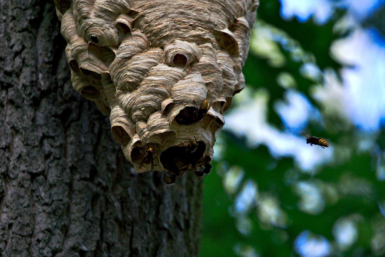 Yellow-Legged Hornets Are Spreading Across U.S. Gardens