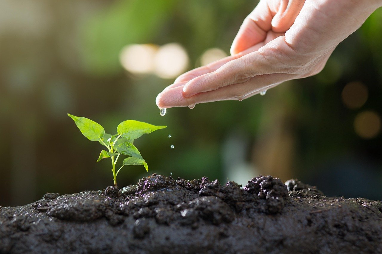 Gardener inspecting plant root ball in soil