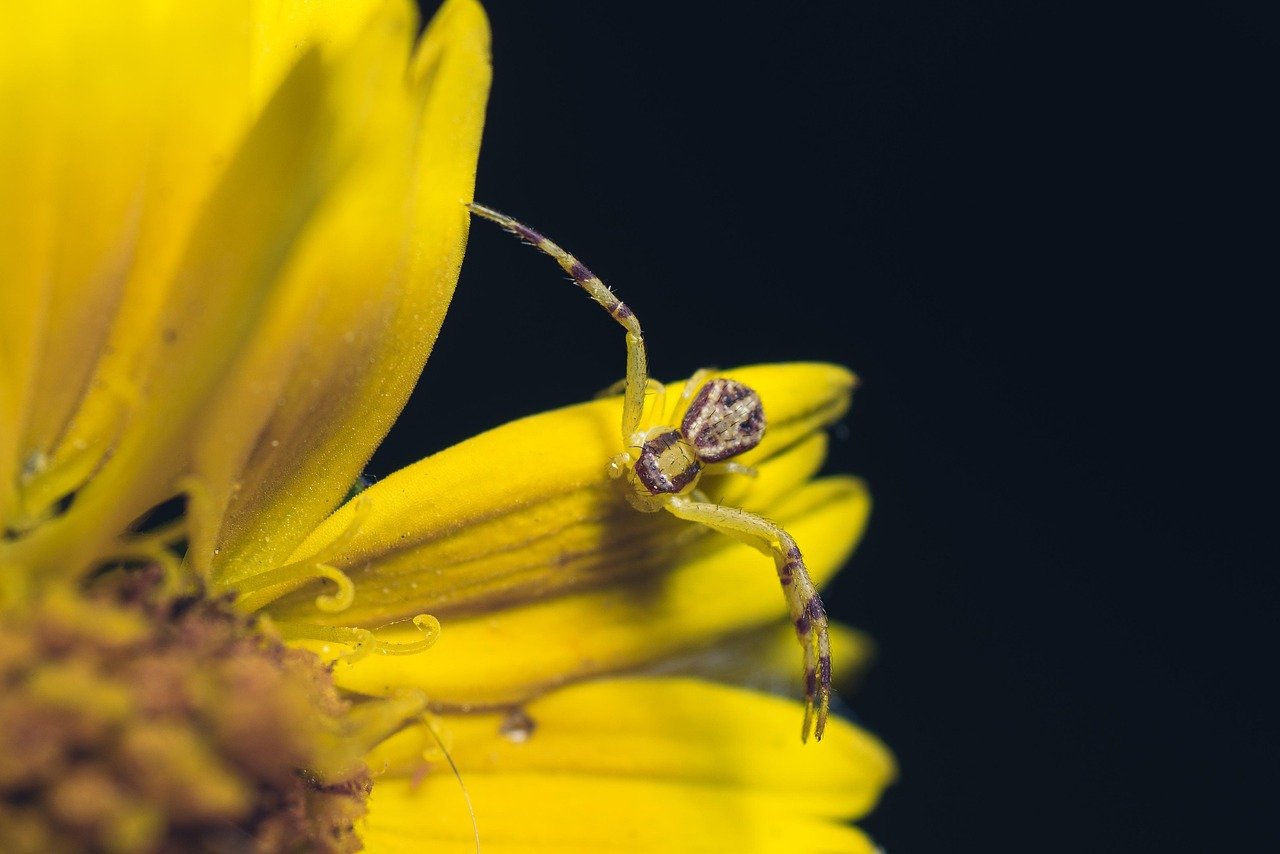Close-up of an orb-weaver spider in a garden