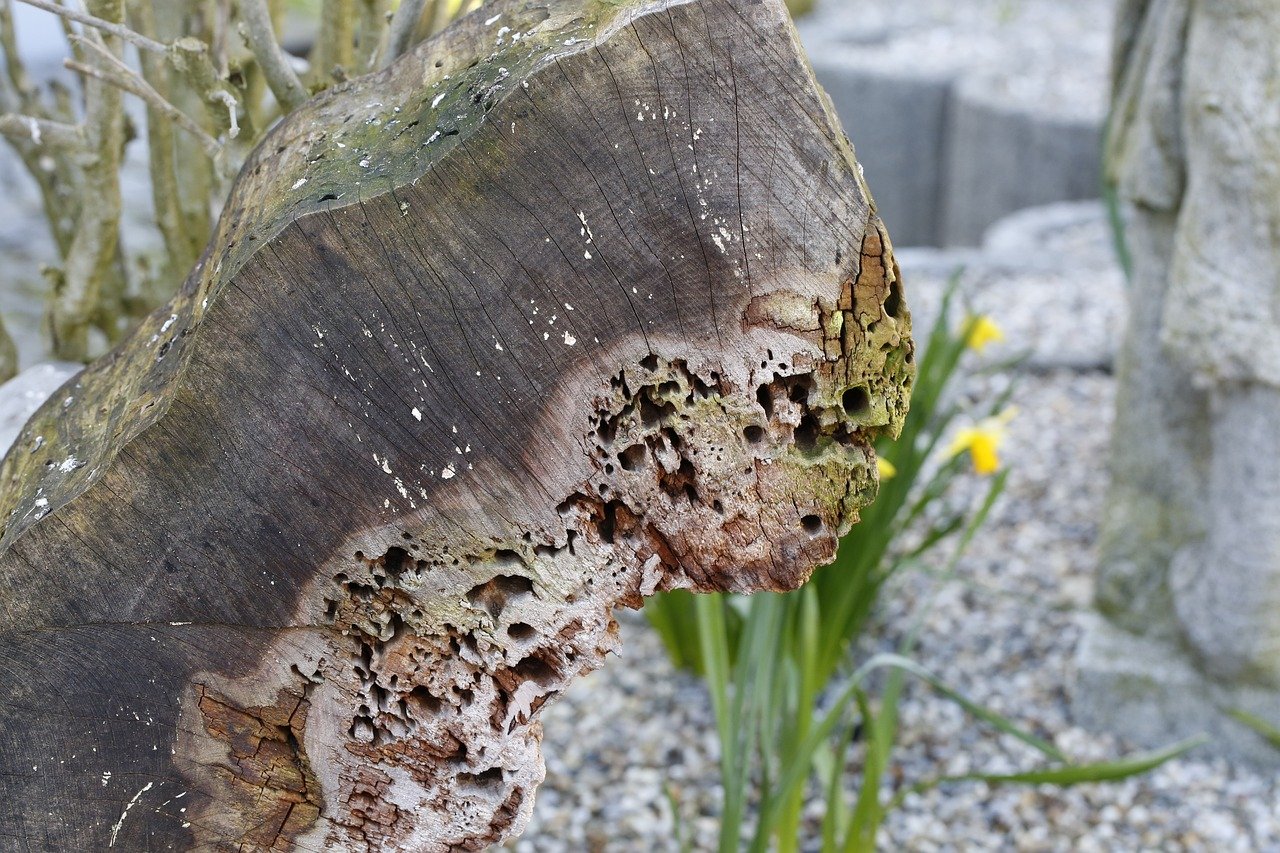 2026 Garden Trends: Rewilding Your Backyard for Wildlife