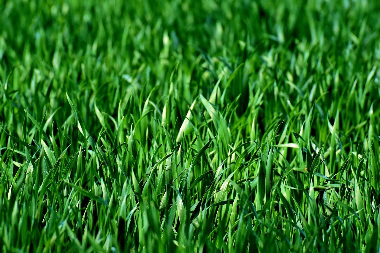 2026 Garden Trends: Rewilding Your Backyard for Wildlife
