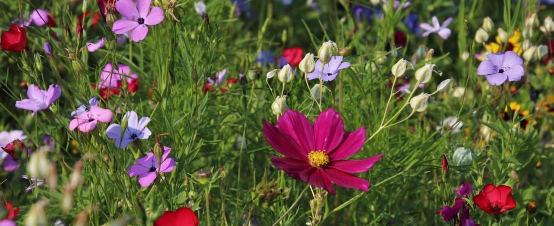 2026 Garden Trends: Rewilding Your Backyard for Wildlife