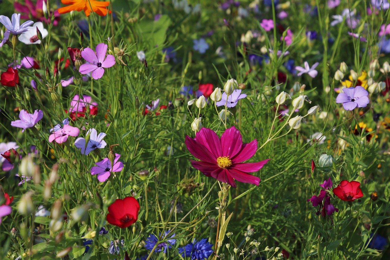 2026 Garden Trends: Rewilding Your Backyard for Wildlife