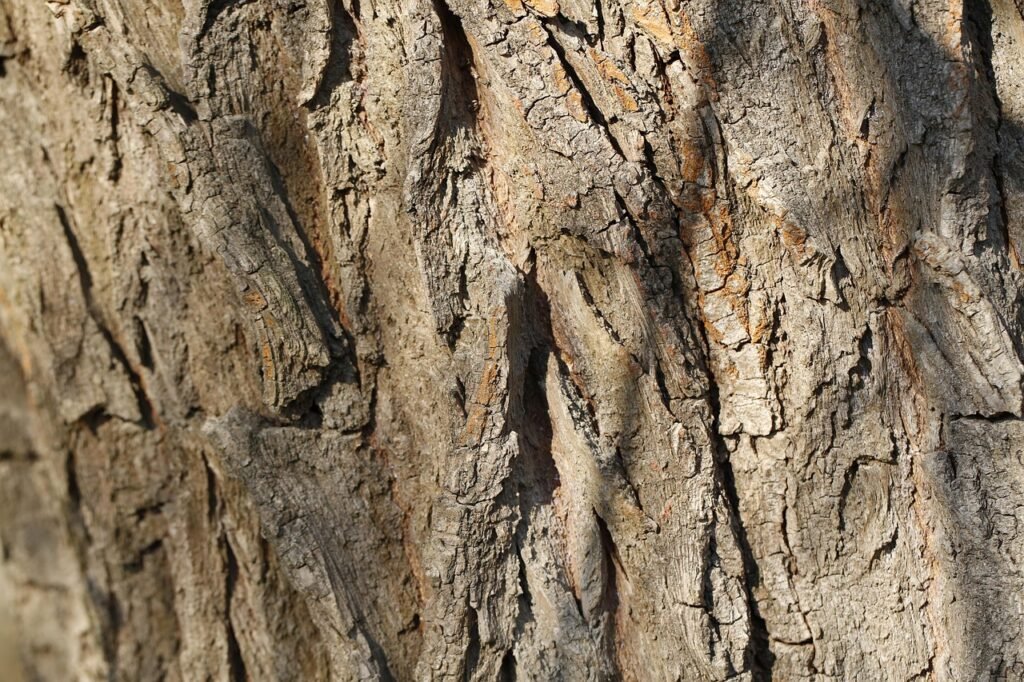 Close-up of tree bark texture
