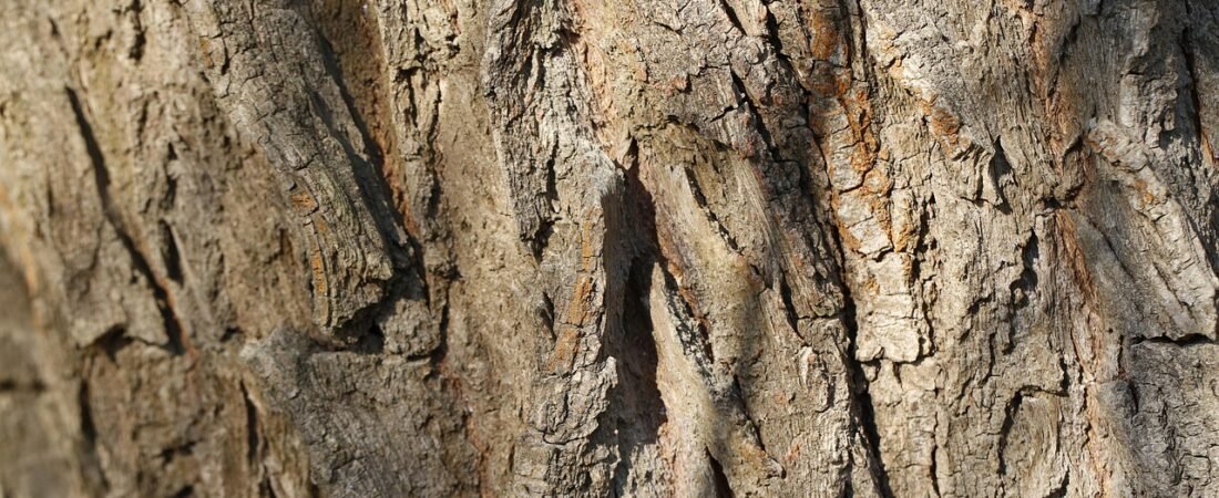 Spotted Lanternflies Are Laying Eggs Now: A Gardener’s Guide