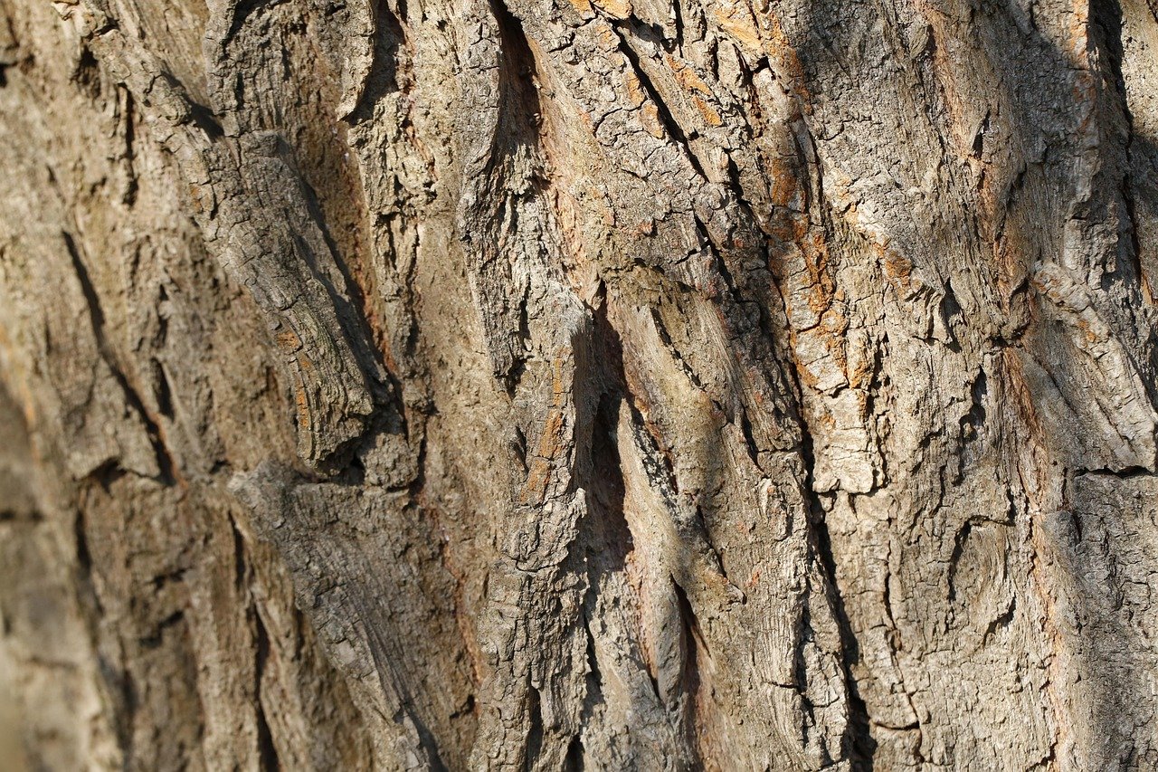 Spotted Lanternflies Are Laying Eggs Now: A Gardener’s Guide