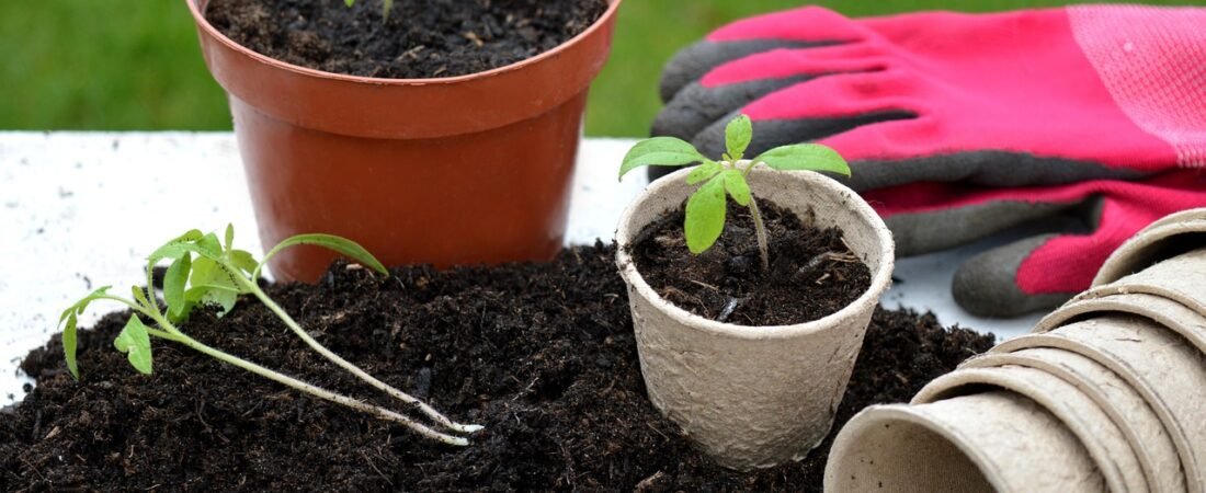 2026 Garden Trends: Edible Plots, Container Gardens & Borders