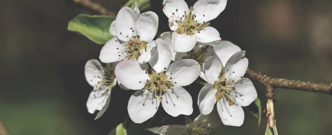 Why Bradford Pear Bans Are Sweeping U.S. Yards in 2026