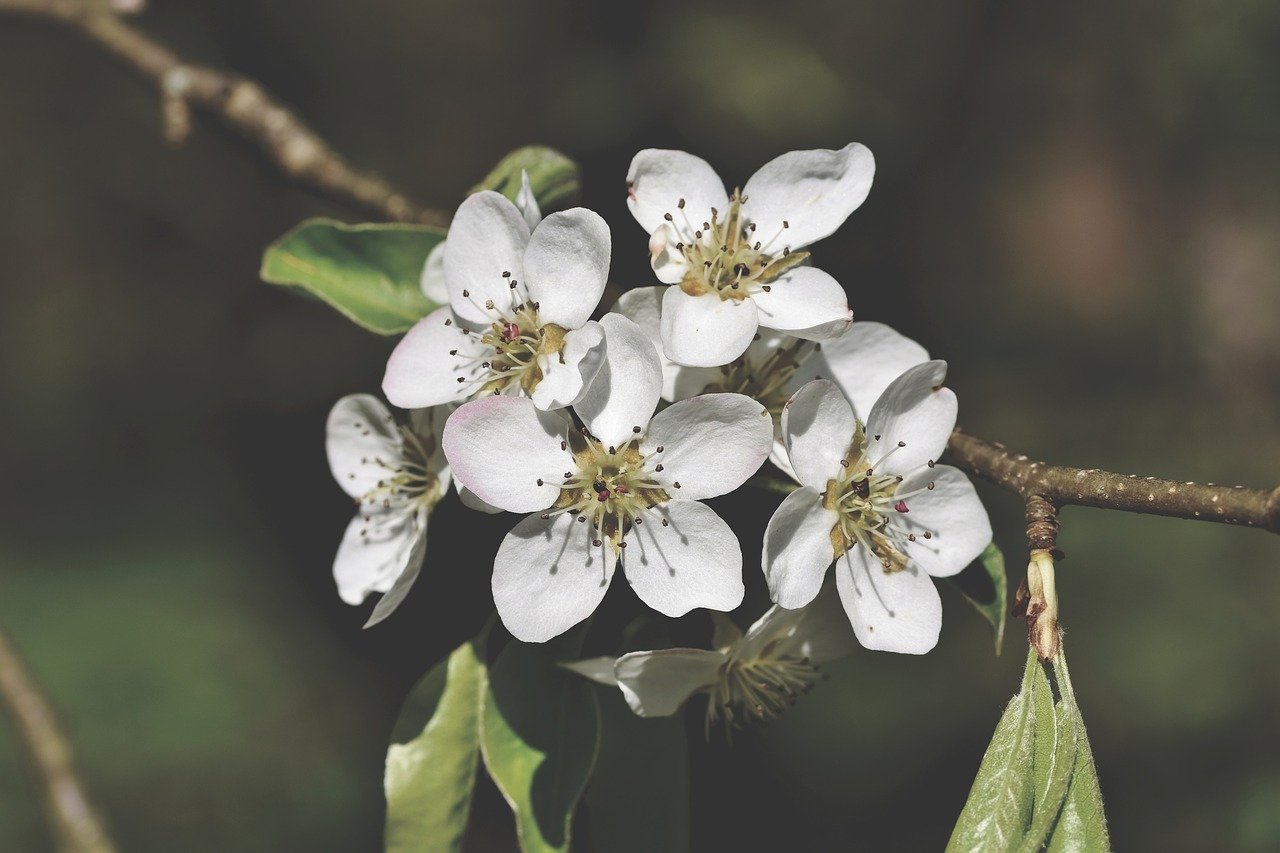 Why Bradford Pear Bans Are Sweeping U.S. Yards in 2026
