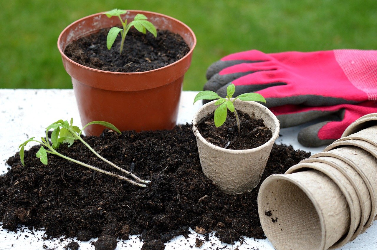 2026 Garden Trends: Edible Plots, Container Gardens & Borders