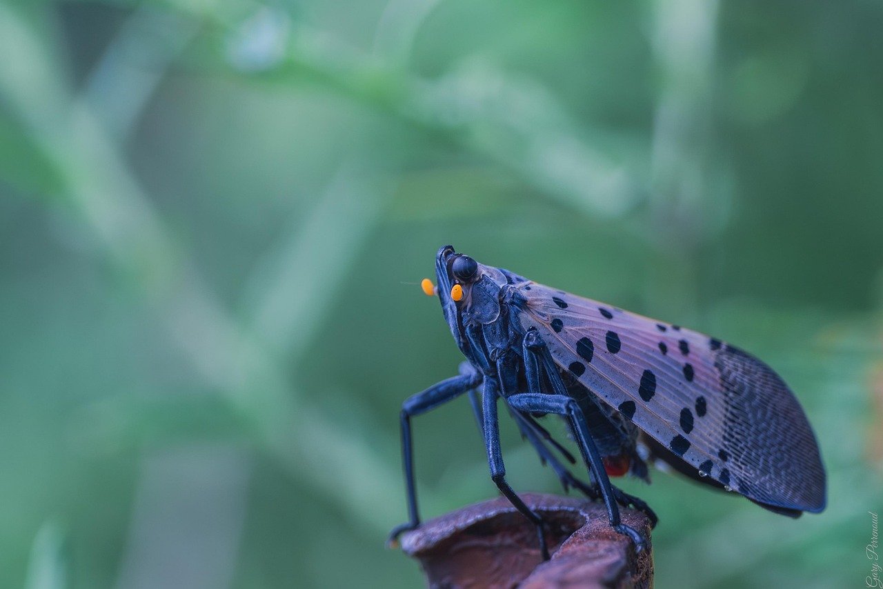 Spotted lanternfly perched on wood