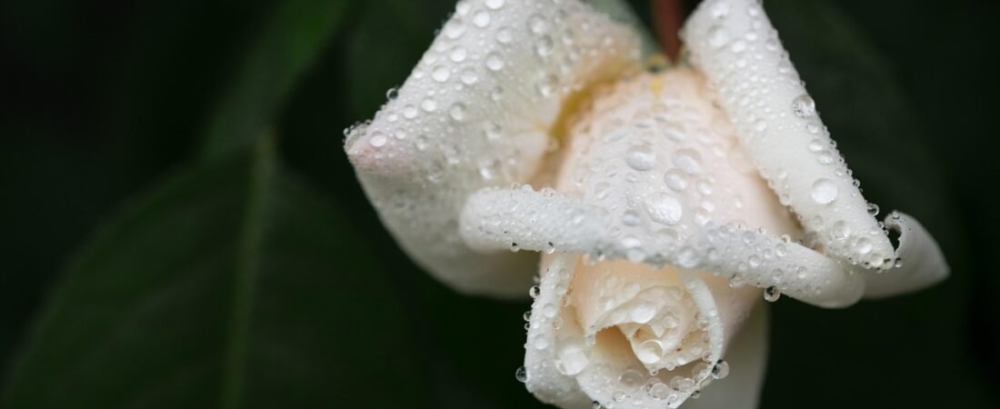 White Garden Trend 2026: Why Cloud Dancer Is Everywhere
