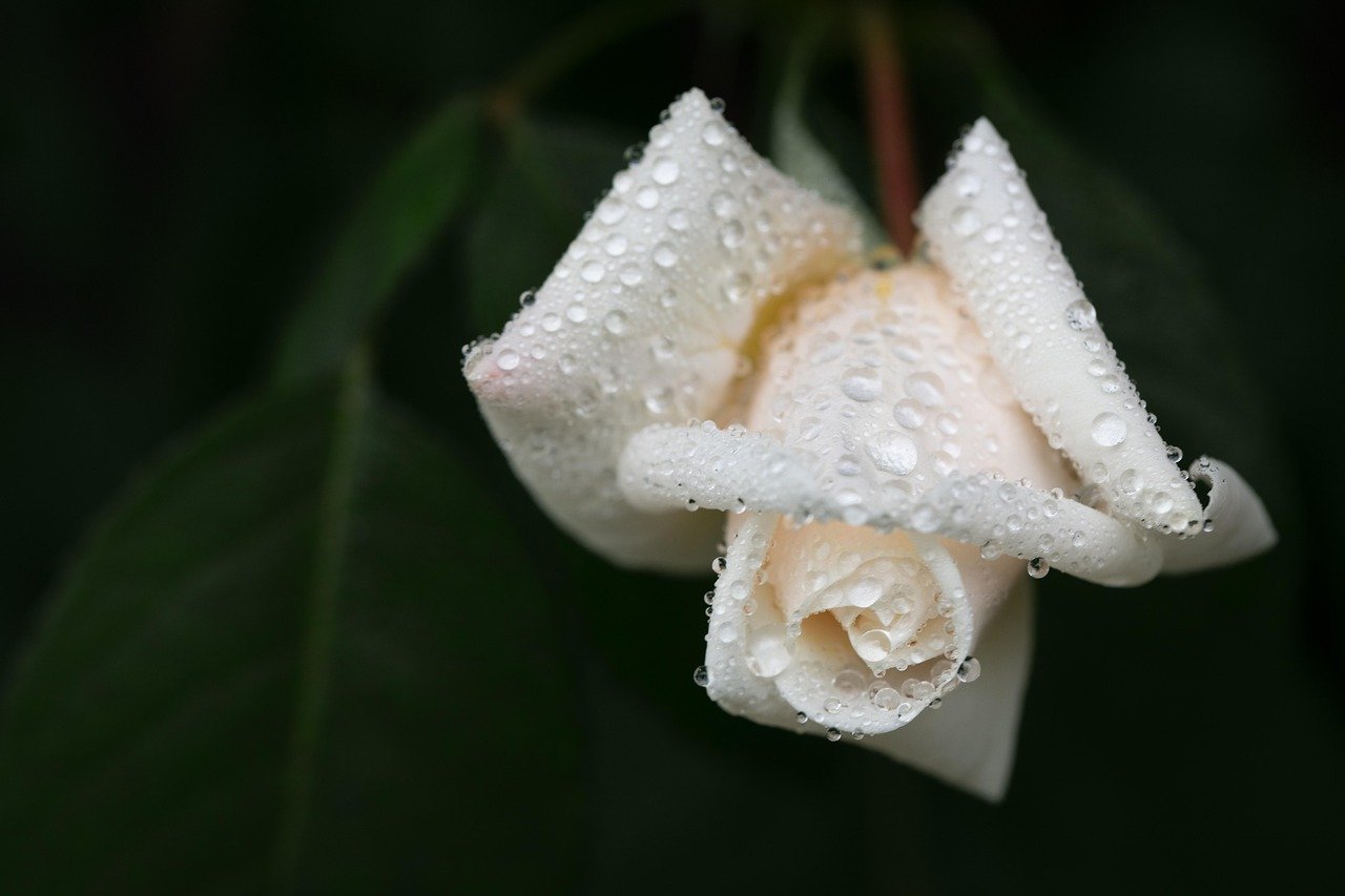 White Garden Trend 2026: Why Cloud Dancer Is Everywhere