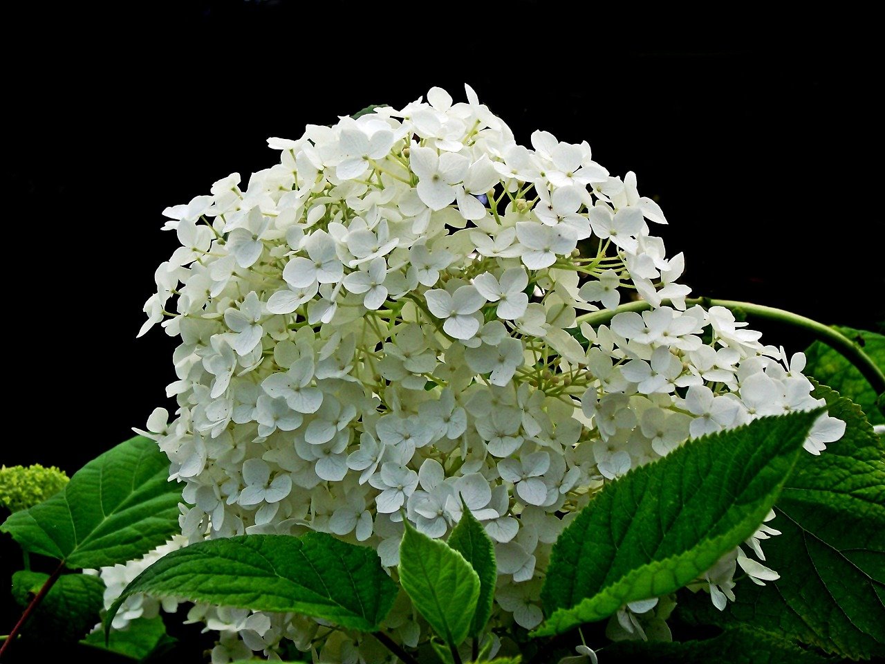 Close-up de flor de hortênsia branca (variedade tipo 'White Wedding') com gotas de orvalho, fundo desfocado em tons verdes