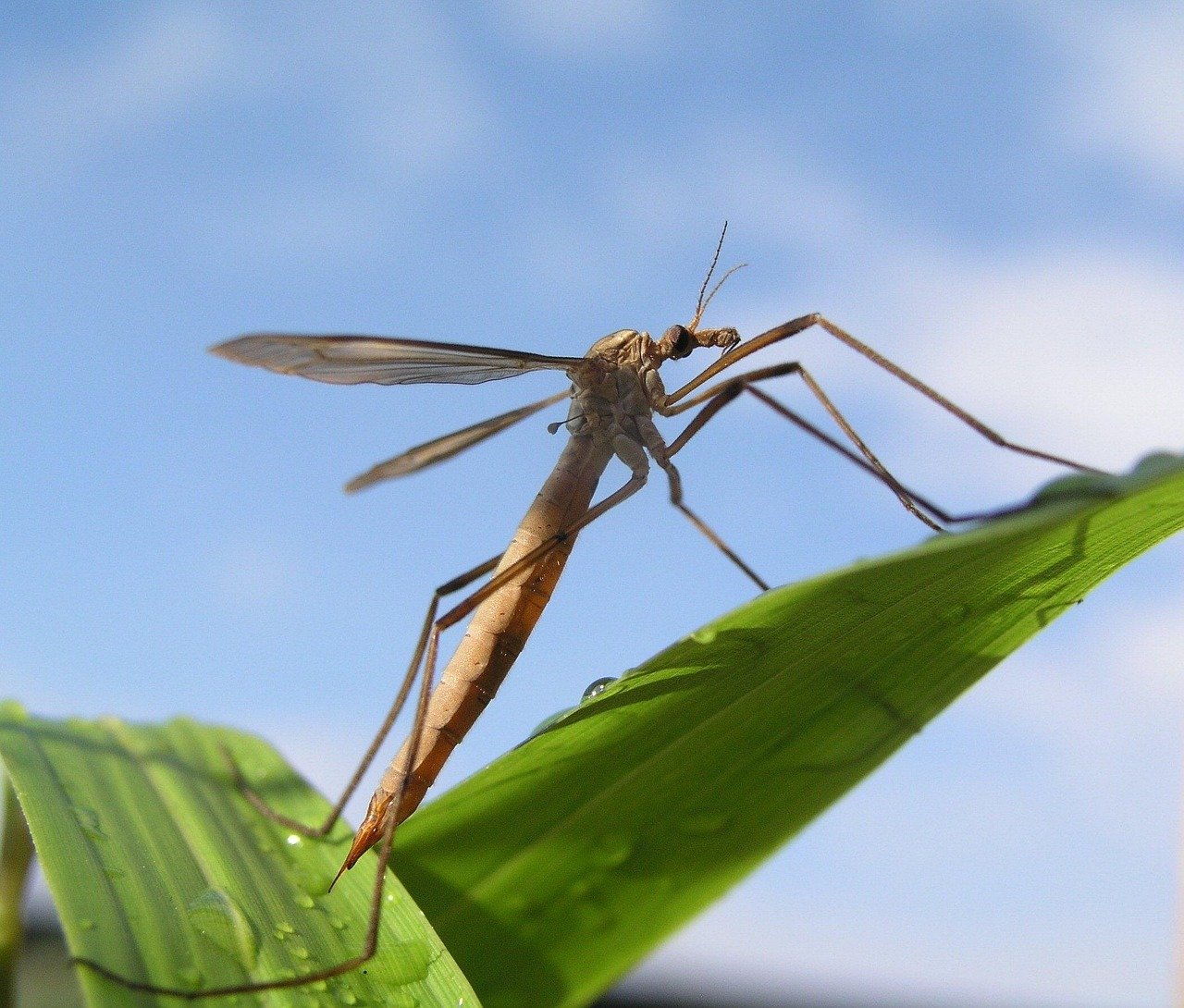 Leatherjackets Are Hatching in Lawns This September