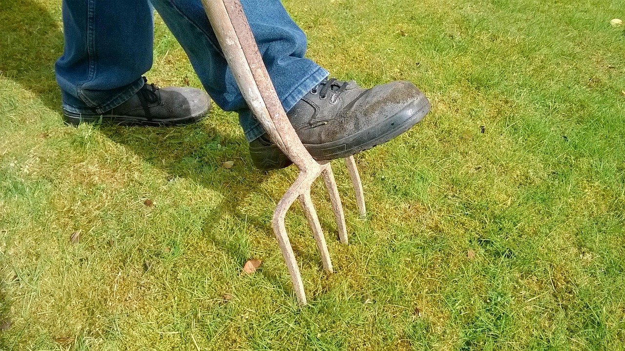 Garden fork aerating lawn soil