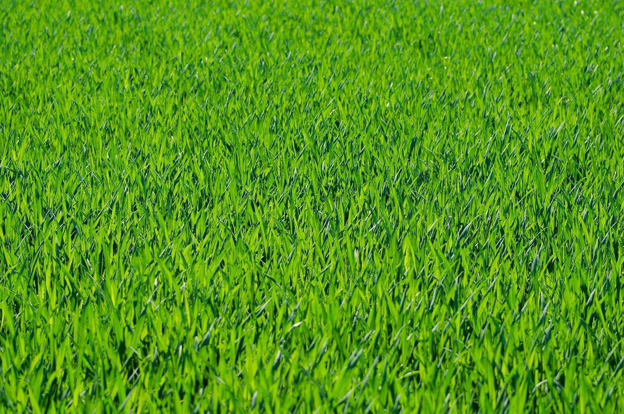 Close-up of dewy lawn grass