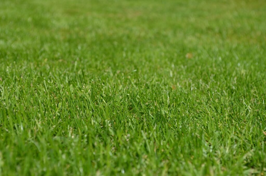 Grasses Lawn