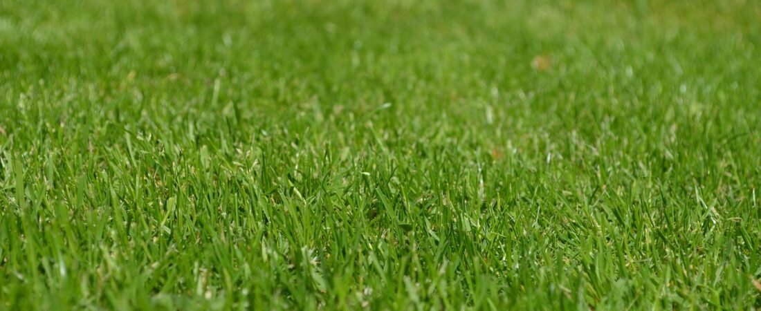 Lawn Alternatives 2026: Why Homeowners Are Ditching Grass