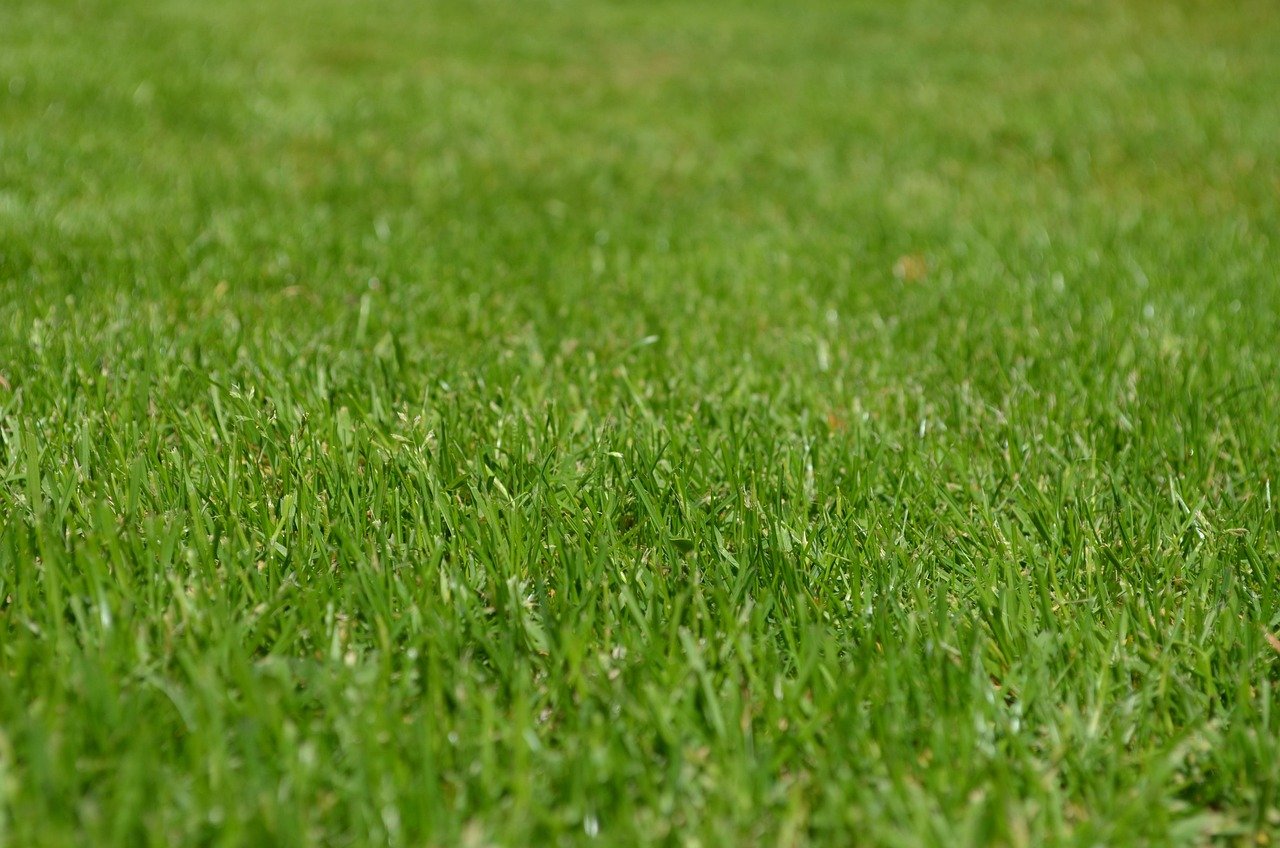 Lawn Alternatives 2026: Why Homeowners Are Ditching Grass