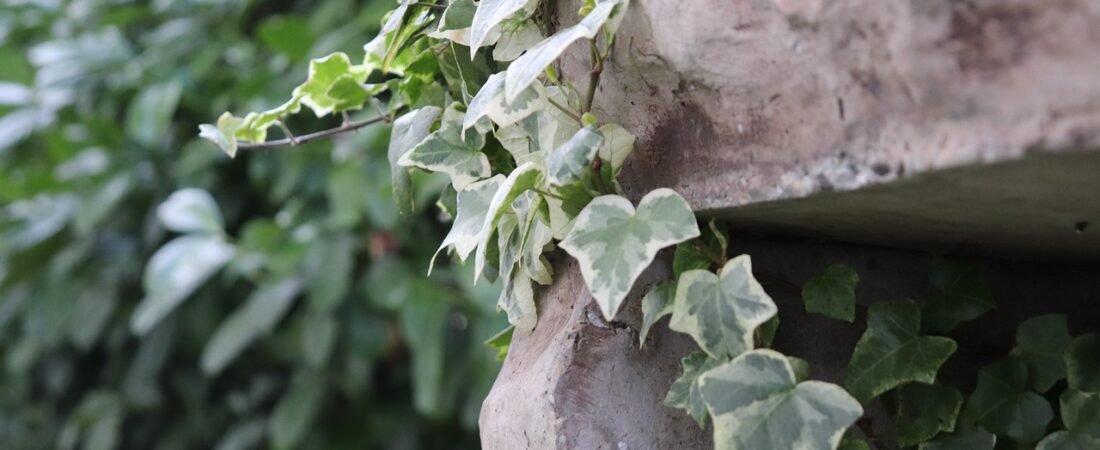 Vertical Gardening Trends 2026: Small-Space Growing Ideas