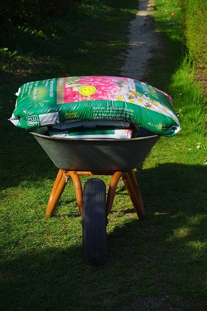 Asian Needle Ants: A New Fall Danger Hiding in Your Mulch