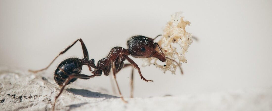 Asian Needle Ants: A New Fall Danger Hiding in Your Mulch