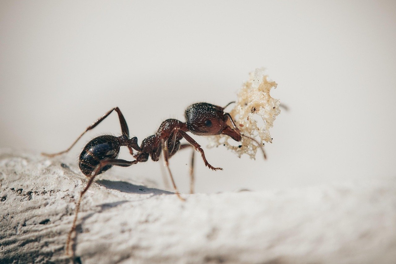 Asian Needle Ants: A New Fall Danger Hiding in Your Mulch