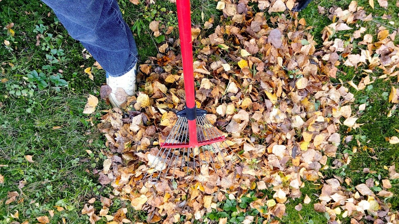 Raking a pile of fallen autumn leaves in the yard