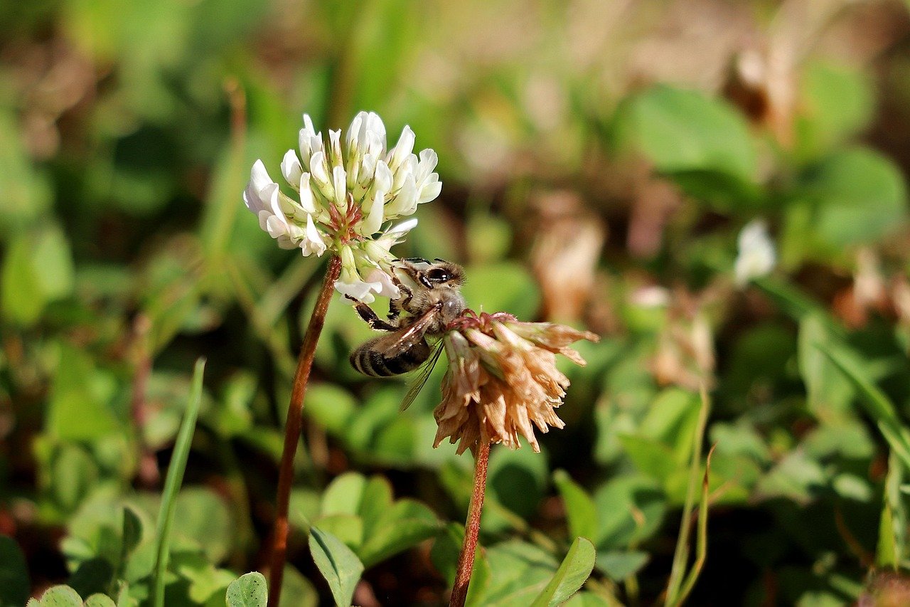 Close-up of blooming white clover with a bee landing on it, showing the dense low texture