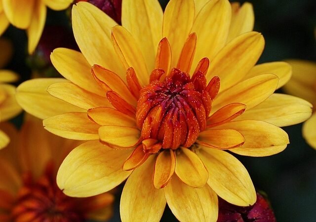 Fall Mum Displays: The 2026 Trend Elevating Porches
