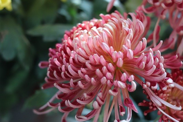 Fall Mum Displays: The 2026 Trend Elevating Porches