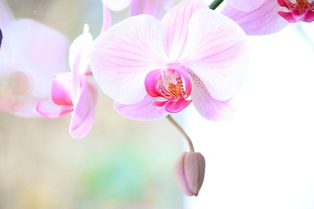 White or pink Phalaenopsis orchid in decorative pot near a window with indirect light