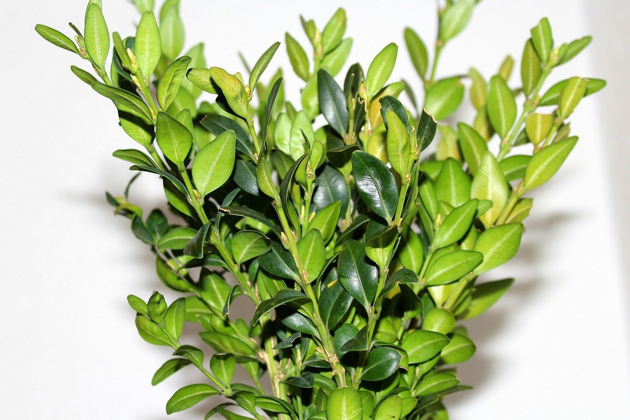 Box Tree Moth Is Spreading: Protect Your Boxwoods Now