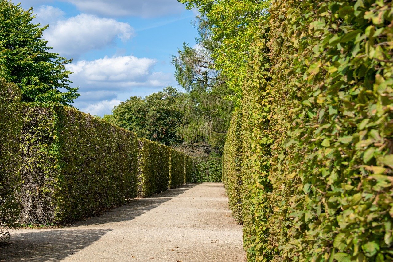 Box Tree Moth Is Spreading: Protect Your Boxwoods Now