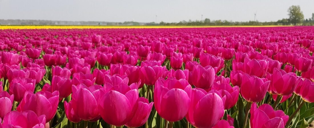 When to Plant Spring Bulbs: Fall 2026 Zone-by-Zone Guide