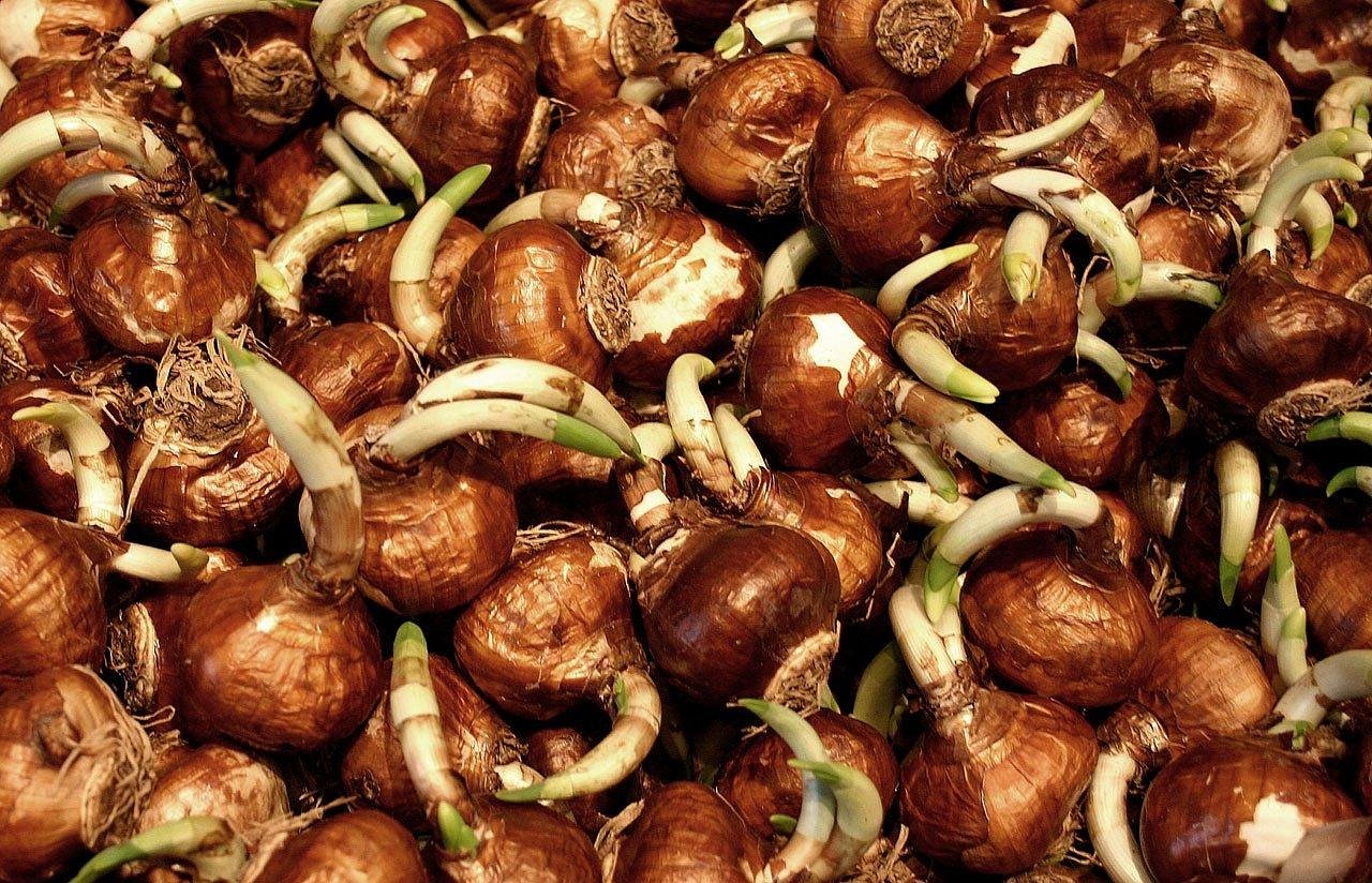How Deep Should You Plant Spring Bulbs?